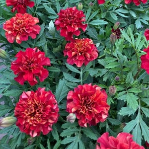 May include: A close-up of vibrant red marigold flowers with ruffled petals and a touch of orange in the center. The flowers are surrounded by green foliage, creating a striking contrast. The image showcases the beauty of these garden flowers.