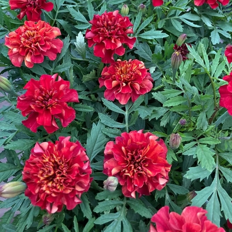 May include: A close-up of vibrant red marigold flowers with ruffled petals and a touch of orange in the center. The flowers are surrounded by green foliage, creating a striking contrast. The image showcases the beauty of these garden flowers.