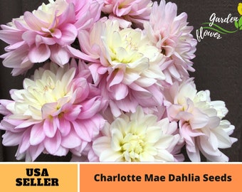 Pink Charlotte Mae Dahlia Perennial Flower Seeds-Authentic Seeds-Flowers -Organic. Non GMO -Seeds-Mix Seeds for Plant-B3G1#D029.