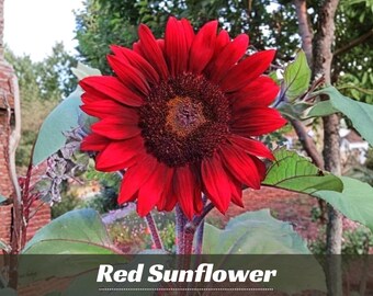 Red Sunflower Seeds - Annual - Authentic Seeds - Edible - Clumping - Herb Seeds - Easy To Grow - Planting In Spring