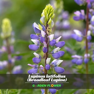 May include: A close-up of a Broadleaf Lupine flower with purple and white petals. The flower is in full bloom, with a green bud at the top. The text "Lupinus latifolius (Broadleaf Lupine)" and "GARDEN FLOWER" is visible.