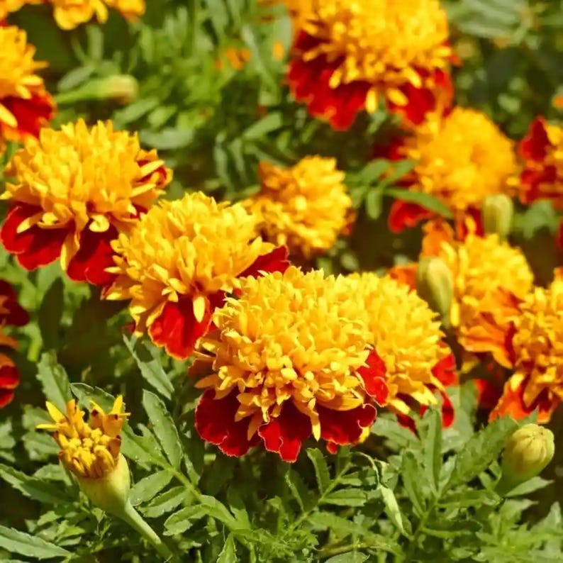May include: Close-up of vibrant marigold flowers with bright yellow petals and deep red bases. The flowers are surrounded by green foliage, creating a colorful and natural scene. The image showcases the beauty of these popular garden flowers.