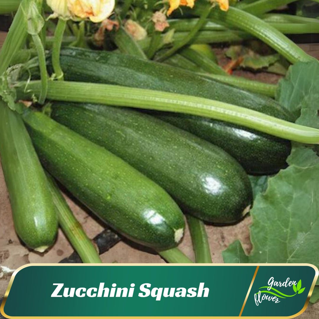 Squashed Spring Zucchini Squash Seeds - Perennial - Authentic Seeds - Organic - Fast ...