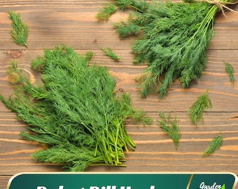 Dukat Dill Herb Seeds - Annual - Fast Growing - Clumping - Edible - Easy To Grow - Herb Seeds- Planting In Spring/Fall   #6049