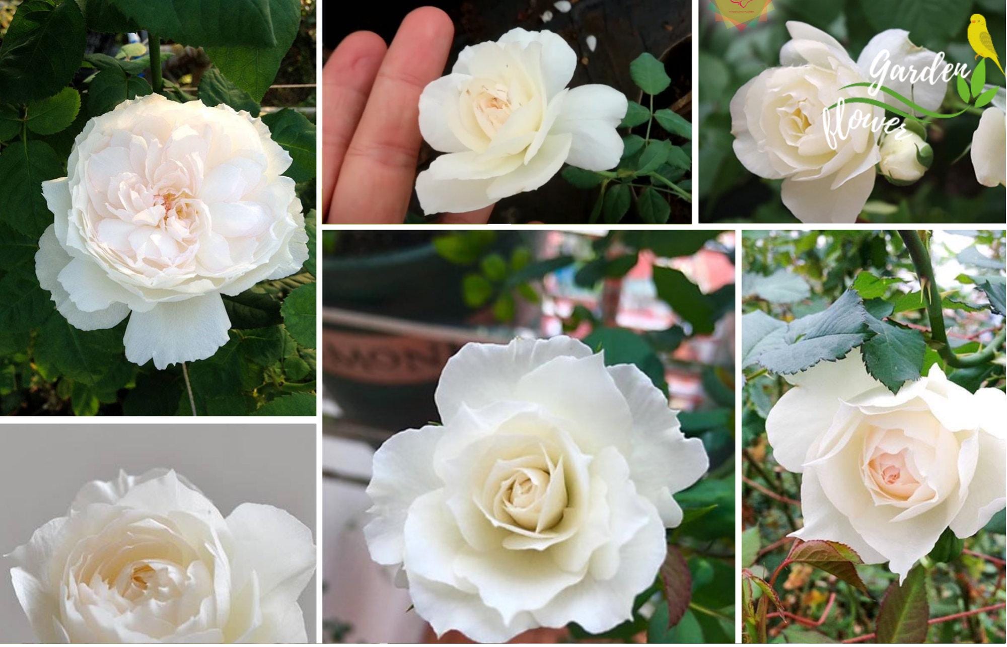 30 Shizuku Rose Seeds- Perennial - Authentic Seeds - Late Winter