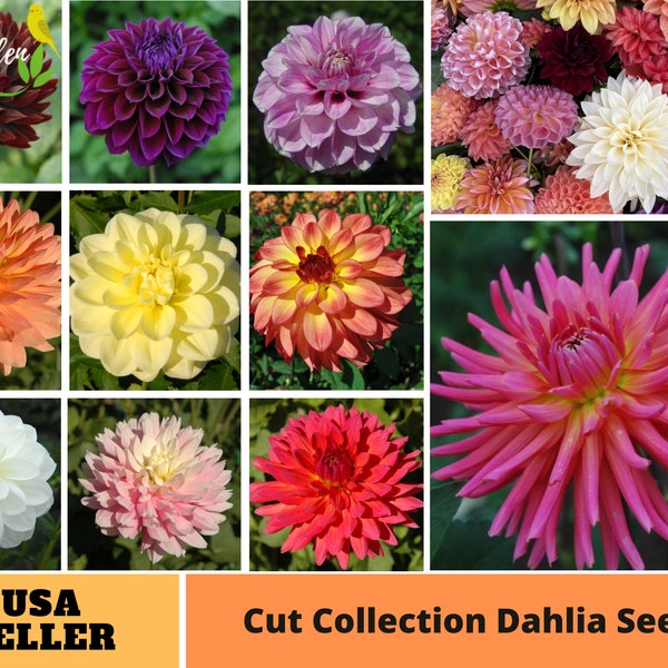 Mix Dahlia Seeds - Perennial -Authentic Seeds-Flowers -Organic. Non GMO -Vegetable Seeds-Mix Seeds for Plant-B3G1#D040.
