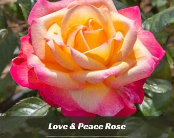 30+ Rare Seed| Love & Peace Rose Seeds - Perennial - Authentic Seeds - Rose Flower - Late Winter To Early Spring Planting Time -   #A093