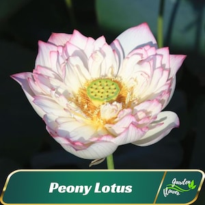 Peony Lotus Seeds - Indian Lotus (Nelumbo Nucifera) - Perennial - Edible - Cold Resistant - Clumping - Planting In Late Spring-Summer #Q008