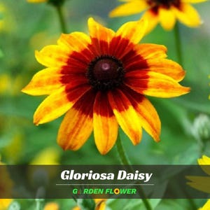 Gloriosa Daisy Flower Seeds - Authentic Seeds - Cold Resistant - Self-Pollinating - Clumping - Planting in Early Spring/ Fall