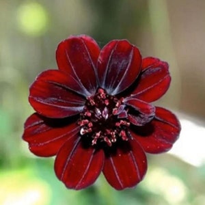 May include: A deep dark red chocolate cosmos flower with eight velvety petals radiating from a central cluster of dark maroon stamens. The flower displays a rich, saturated color palette with subtle vertical veining on each petal surface.