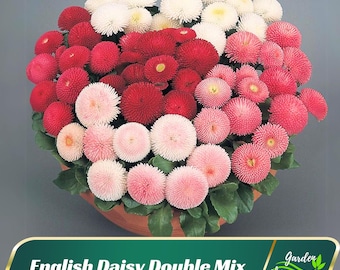 Jaguar™ Mix | Syngenta Flowers