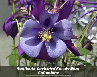 Aquilegia 'Earlybird Purple Blue' Columbine Seeds - Cold Resistant - Deciduous - Potted -Plant in Late Summer to Early Fall