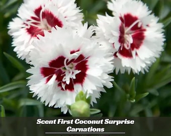 Scent First Coconut Surprise Dianthus Carnations- Authentic Seeds - Cold Resistant - Drought Tolerant -Planting In Spring/ Fall