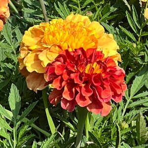 May include: Close-up of two marigold flowers. The top flower is a vibrant yellow, while the bottom flower is a deep red. Green leaves surround the flowers, creating a natural backdrop. The flowers are in full bloom, showcasing their layered petals.