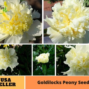 10+ Rare Seeds| Goldilocks Peony Seeds -Perennial -Authentic Seeds-Flowers -Organic. Non GMO -Vegetable Seeds-Mix Seeds for Plant-B3G1#B027