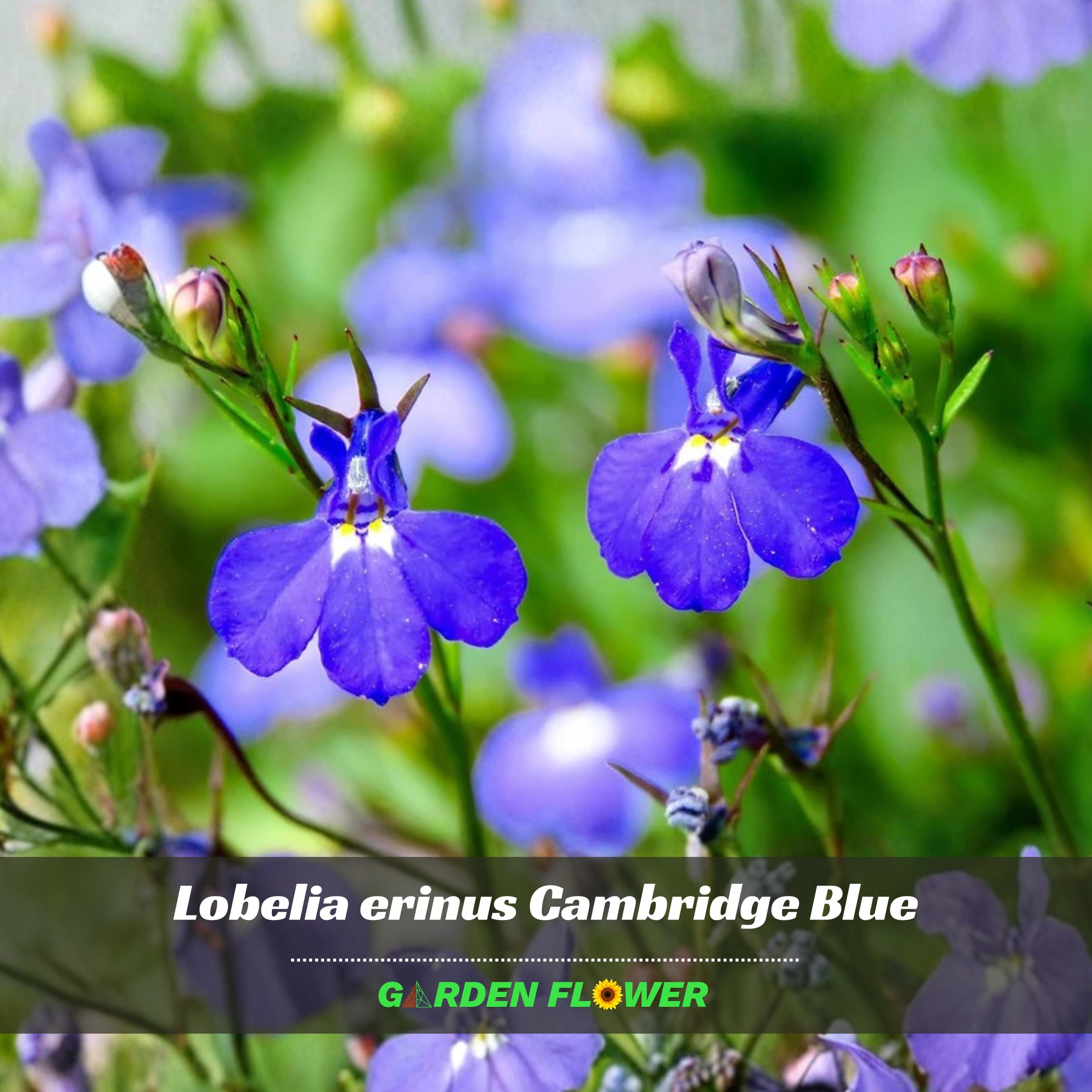 Lobelia erinus Seeds Soft Blue Trailing Flowers for Pots & Edging   Friendly - Open-Pollinating-Plant in early Spring