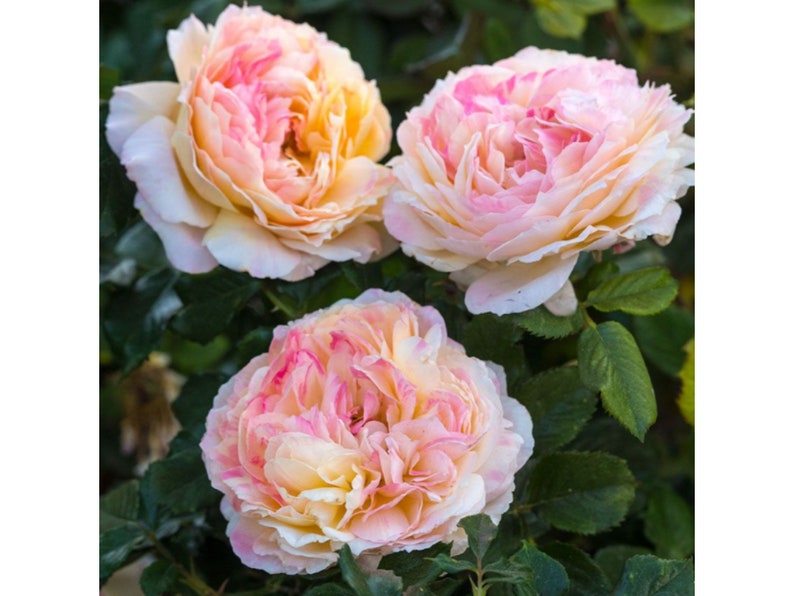 GardenFlowerSeed La Park Floribunda Rose Seeds - Thumbnail 3