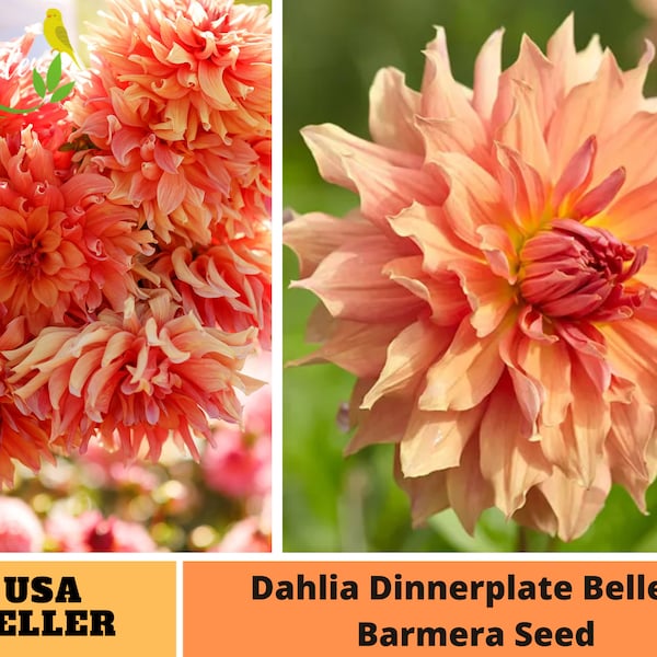 Giant Dinnerplate Dahlia Belle of Barmera Dahlia Seeds - Perennial -Authentic Seeds-Flowers -Organic. Non GMO-B3G1#D036