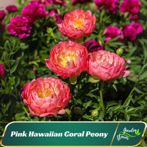 10+ Rare Seeds| Pink Hawaiian Coral Peony Seeds - Perennial - Authentic Seeds - Cold Resistant - planting in Fall - Bush Seeds -   #B001