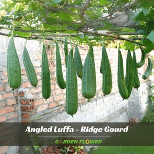 10s – Luffa Acutangula Seeds – Angled Luffa – Ridge Gourd – Fast Growing – Edible Vegetable – Easy Grow–  – Vietnamese Luffa #New 5-4