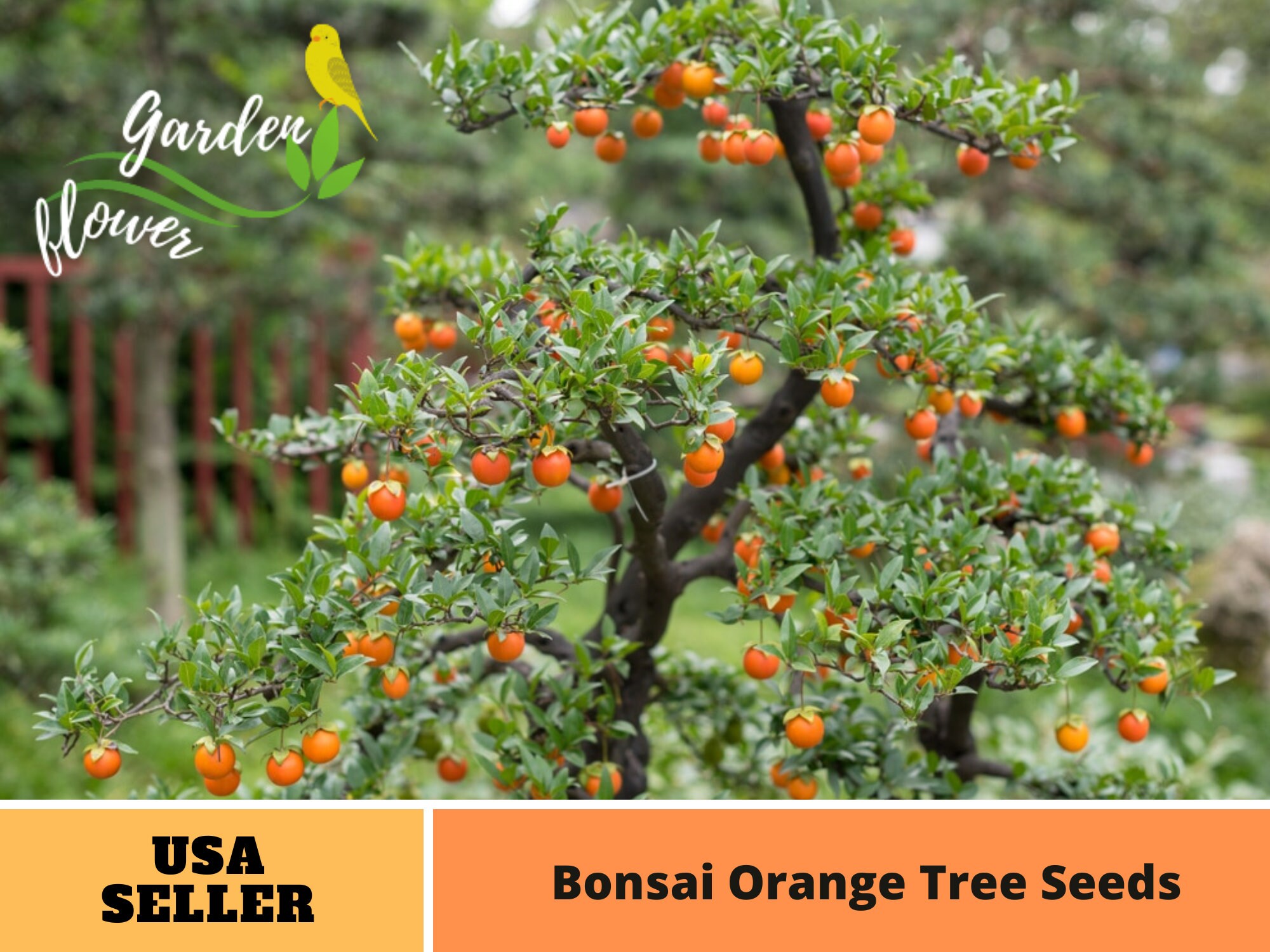 25 Seeds Bonsai Orange Tree Seeds perennial authentic Etsy