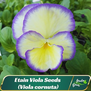 May include: Close-up of a vibrant viola flower with yellow petals, edged in purple. The flower is in full bloom, showcasing its intricate details. The image includes the text "Etain Viola Seeds (Viola cornuta)" on a green banner, suggesting a gardening theme.