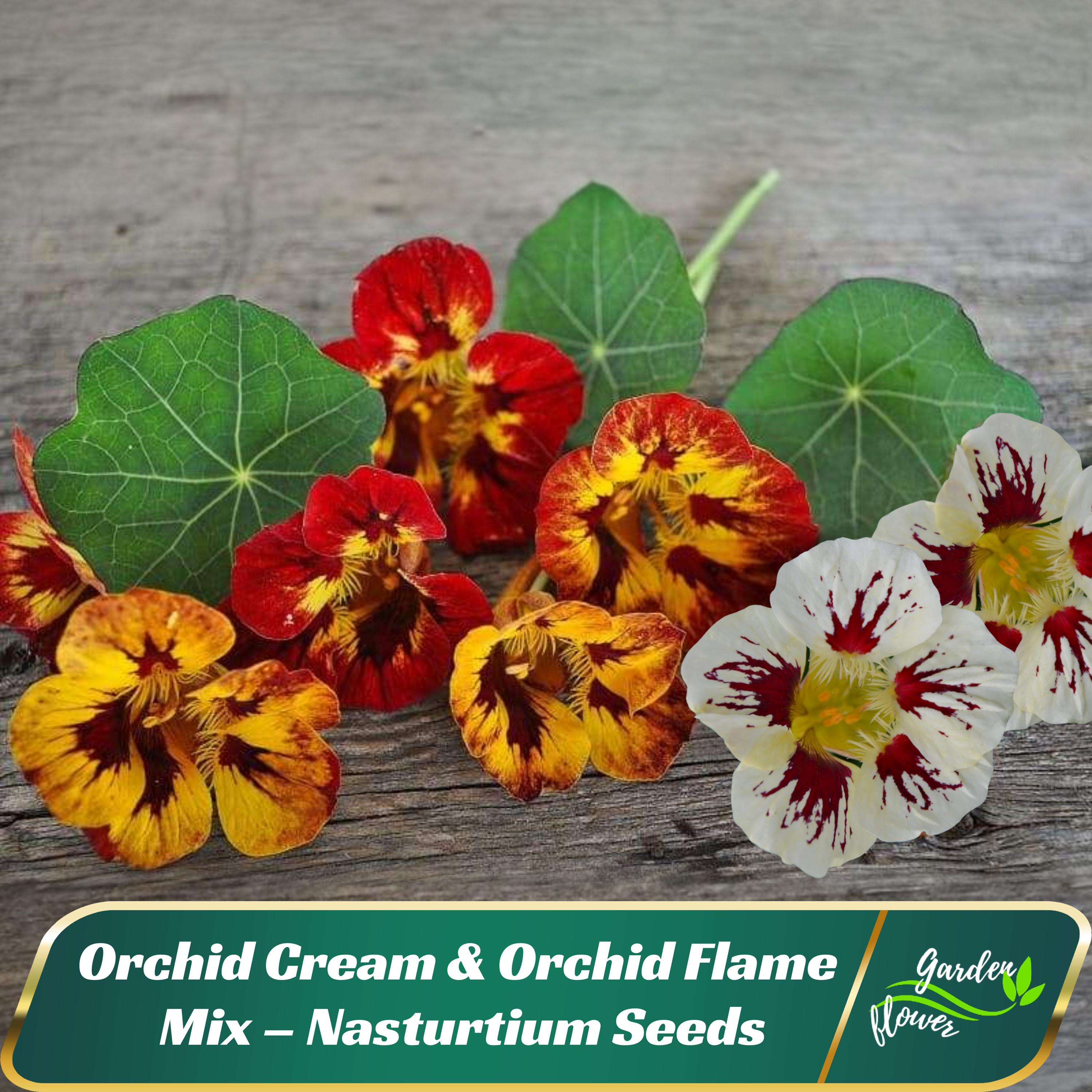 Trailing Orchid - Etsy
