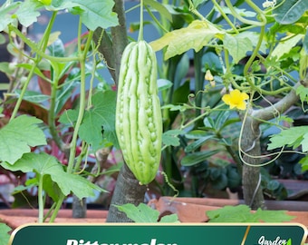 10s - Bitter Melon Seeds - Vegetable Seeds - Vine Seeds - Bitter Gourd - Balsam Pear - Momordica - Blooms in Summer to Early Fall #New 5-8