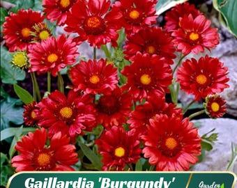Gaillardia &#39;Burgundy&#39; (Blanket flower) - Perennial - Cold Resistant - Fast Growing - Clumping - Easy To Grow - Planting In Spring   #8069