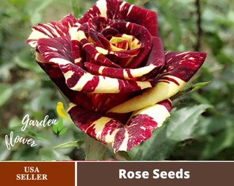 Meteor Shower Rose Bush 20 or 100 Seeds~Rare-Free Shipping-USA Seller 