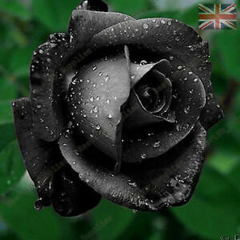 25 Rare Seeds Black Rose Bush Flower to Planting Seedsa052 Etsy