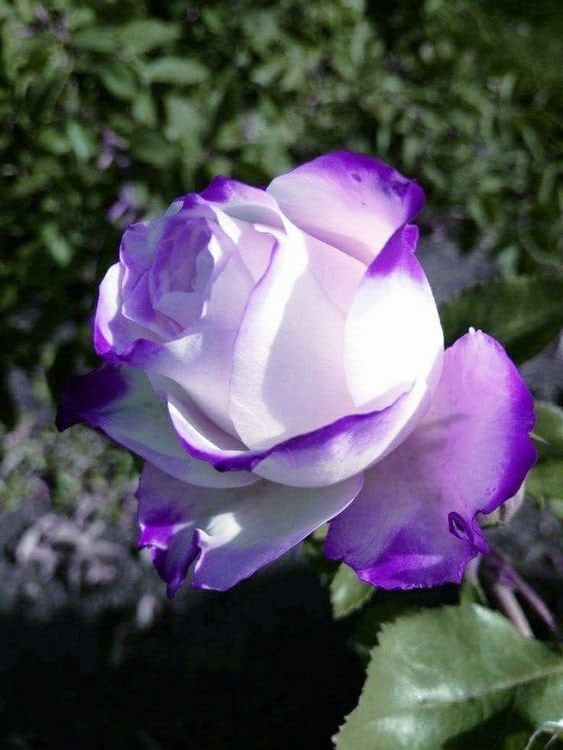 25 Rare Seeds Purple Rose Seeds perennial authentic - Etsy