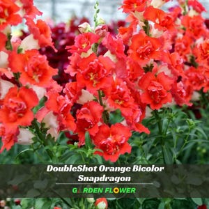 May include: Close-up of DoubleShot Orange Bicolor Snapdragon flowers. The flowers are a vibrant orange with white accents, clustered on green stems. The text "DoubleShot Orange Bicolor Snapdragon GARDEN FLOWER" is displayed at the bottom.