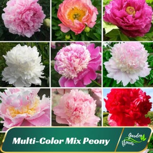 May include: A collection of nine multi-colored peony flowers. The flowers are in various shades of pink, white, and red. The flowers are arranged in a grid pattern. The text "Multi-Color Mix Peony" is at the bottom of the image. The text "Garden Flower" is in a circle at the bottom right corner of the image.