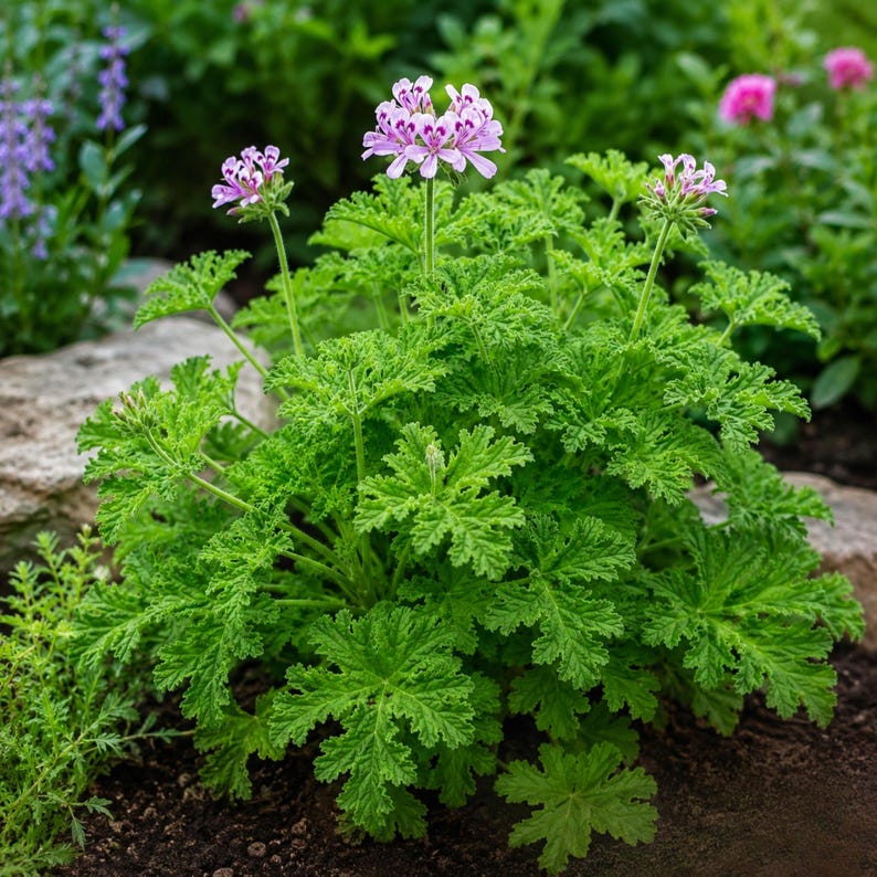 May include: A potted geranium plant featuring vibrant green, deeply lobed, and serrated leaves. The plant displays several clusters of delicate, light pink flowers with darker purple-pink markings on the petals, growing on slender green stems.