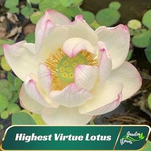 5 Highest Virtue Lotus Seeds - Indian Lotus (Nelumbo Nucifera) - Perennial - Edible - Cold Resistant - Planting In Late Spring-Summer #Q045