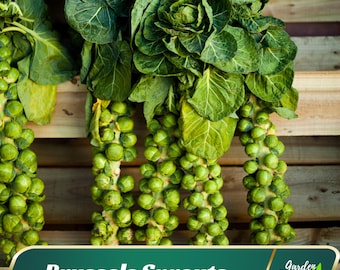200s - Brussels Sprouts Seeds - Vegetable Seeds - Brassica - Provide Vitamins - Small Fruit - Blooms in Fall to Early Winter #New 5-19