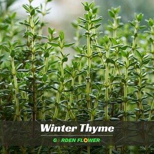 May include: A cluster of fresh winter thyme plants with slender, upright green stems and small, narrow, pointed leaves. The image features the text Winter Thyme and GARDEN FLOWER in white and green lettering at the bottom of the frame.