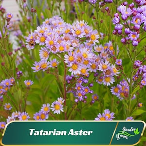 May include: A close-up of a cluster of purple and yellow flowers, known as a Tatarian Aster. The flowers are in bloom and have a delicate, wildflower appearance.