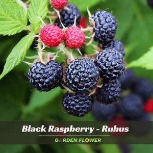 May include: A cluster of black raspberries and two bright red raspberries growing on a green leafy stem. The text Black Raspberry - Rubus and GARDEN FLOWER is printed at the bottom of the image, featuring a small sunflower icon in the text.