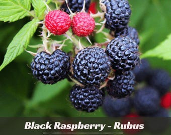 May include: A cluster of black raspberries and two bright red raspberries growing on a green leafy stem. The text Black Raspberry - Rubus and GARDEN FLOWER is printed at the bottom of the image, featuring a small sunflower icon in the text.