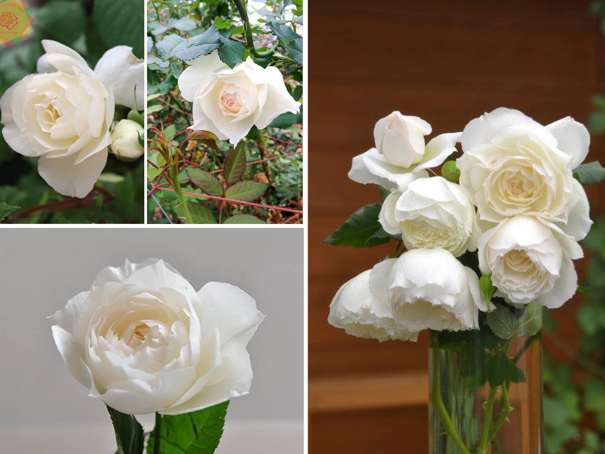 30 Shizuku Rose Seeds- Perennial - Authentic Seeds - Late Winter