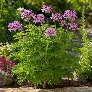 May include: A potted plant with vibrant green, deeply lobed, serrated leaves and clusters of small, delicate light purple flowers with darker purple markings. The plant features multiple upright stems topped with these floral blooms.
