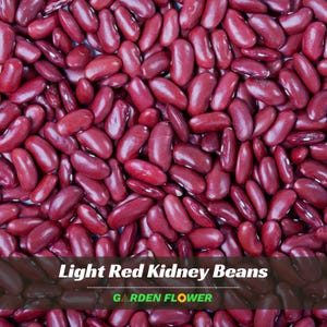 May include: A dense collection of dried light red kidney beans with a smooth, glossy texture. The image features the text Light Red Kidney Beans and GARDEN FLOWER in white and green lettering at the bottom center of the frame.