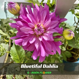 Pink Bluetiful Dahlia Flower Seeds - Perennial - Authentic Seeds - Fast Growing - Easy To Grow - Planting In Spring - Shrub Seeds   #D021