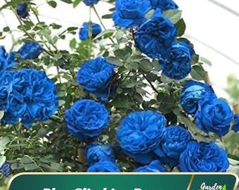 30 Blue Climbing Rose Seeds - Perennial - Authentic Seeds - Rose Flower - Late Winter To Early Spring Planting Time   #A112