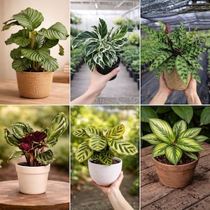 May include: A collection of six potted Calathea plants featuring diverse foliage patterns, including striped, variegated, and spotted leaves in shades of green, yellow, and deep purple, housed in various textured planters made of woven fiber, ceramic, and clay.