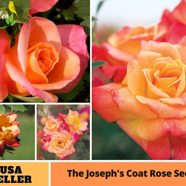 25+ Rare Seeds| Pink Orange Yellow Climbing Joseph's Coat Flower Rose Seeds-Perennial -Authentic --Organic-Mix Seeds for Plant-B3G1 #A053.