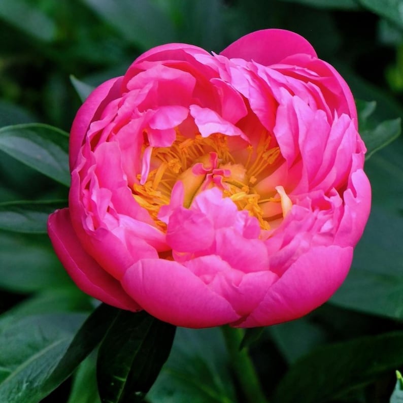 GardenFlowerSeed Peony Seeds - Thumbnail 5