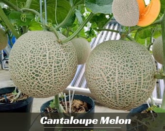 Melon Seeds Cantaloupe - Perennial - Authentic Seeds -  Seeds - Non GMO - Edible Seeds – Fruit Garden - Plant Seeds - B5G1 #5003